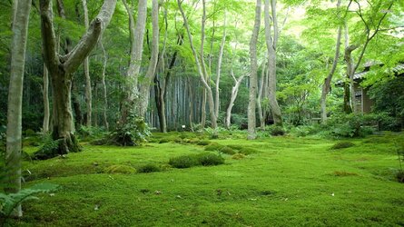 moss 3.jpg