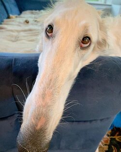 borzoi.jpg