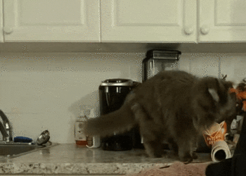 ezgif.com-optimize (44).gif