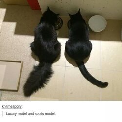 cat-knitmeapony-luxury-model-and-sports-model.jpg