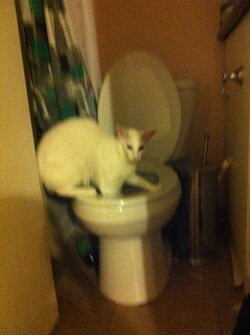 tumblr_ntm7re7MDj1u5kpf8o3_400.jpg
