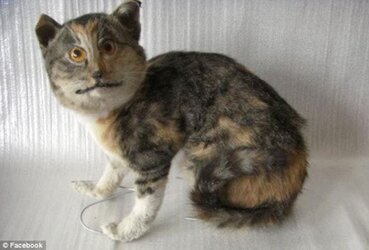taxidermicat.jpg