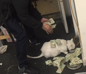 tumblr_oj041pyKkK1r1fxmlo1_500.gif