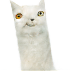 faw.png