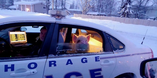 pig ride home.png