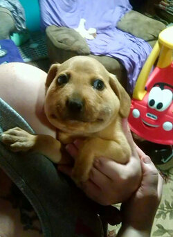 funny-dogs-stung-by-bees-5-5c877ddb86bf7__700.jpg