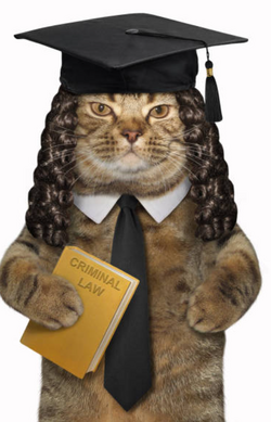 Cat Judge.png