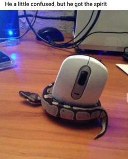 Mouse.png