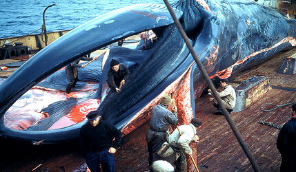 cor_gransbergen_s_flensing_whale_at_gae_cheog_ho_1_by_christopherbland_dev7sgm-fullview - Copy.jpg