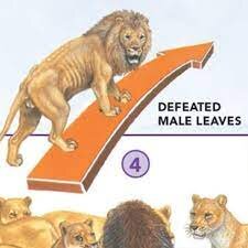 malelion.jpg