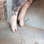 piggy toes.jpg