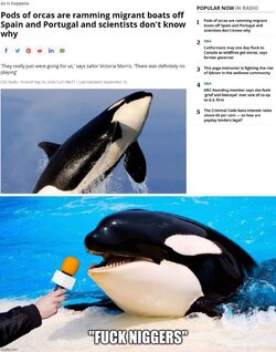 Based Orcas.jpg