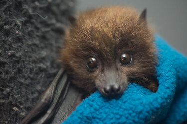 H_Rodrigues-bat-baby.jpg