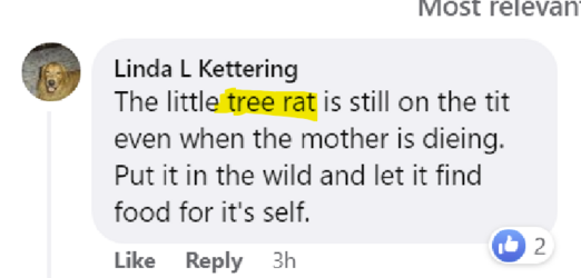 TREE RAT.png