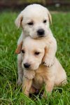 hugs plz.jpg