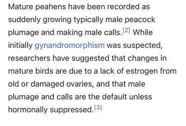 PeacockPooners.jpeg