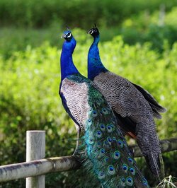 PeacockPooner.jpg