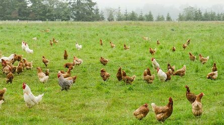 chickens in field free range lead.jpg
