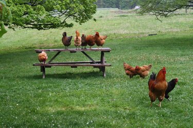 free-range-chickens.jpg