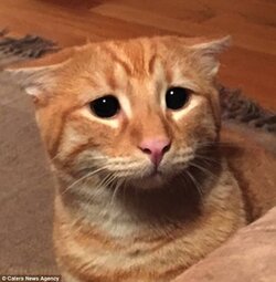 StickerCatsCat1.jpeg