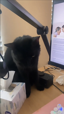 Black Cat Screencap.png