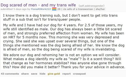 stc-dog-scared.jpg