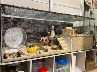 Hamster-Enclosure-Cik-Puan-Dimple-1024x768.jpg