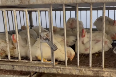 chicks.png