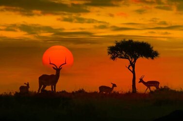 Kruger-National-Park-1000x664.jpg