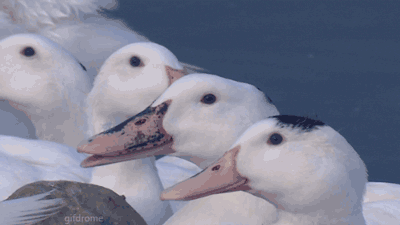 1548376013484.gif