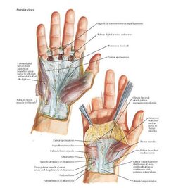 palmar anatomy.jpg