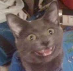 cattt.png