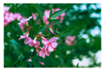 blooming.png