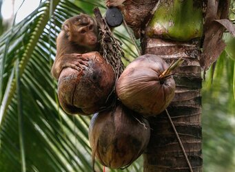 monkey02.jpg