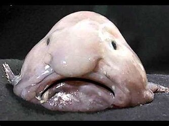 Tooterfish.jpg