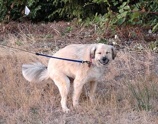 Smiling_dog.jpg