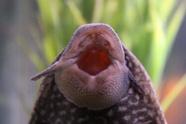 rubber-lip-pleco-mouth.jpg