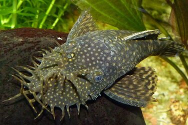 Ancistrus_cirrhosus_JanRehschuh-56a3305c3df78cf7727c4db2.jpeg