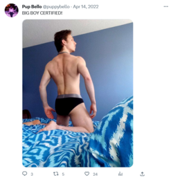 Screenshot 2023-03-20 at 17-52-35 Pup Bello (@puppybello) _ Twitter.png
