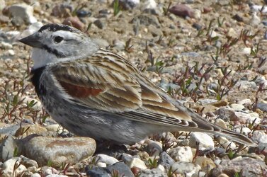 Thick-billed_Longspur,_Pakowki_Lake,_Alberta_(cropped).jpg