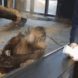 monkey-monkeys.gif