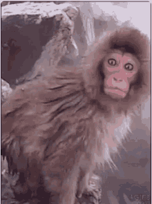 monkey-shocked.gif
