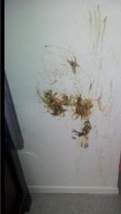 poop.png