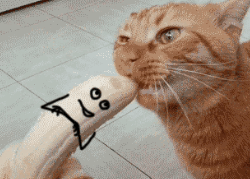 catnannr.gif