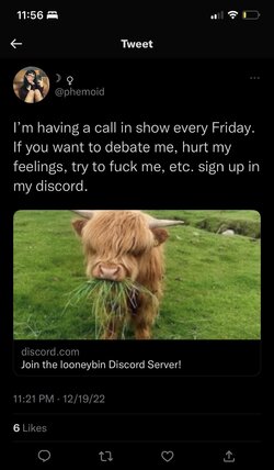 Lav attention seeking.jpg Lav attention seeking.jpg