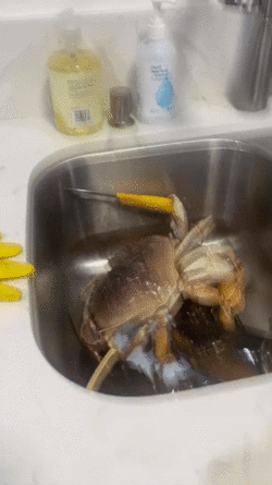 gif-5-b7e91cd5d0.gif