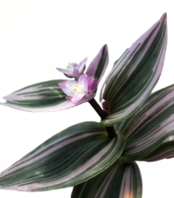 IMG_0142.PNG