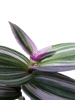 IMG_0140.PNG