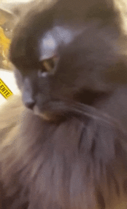 ezgif.com-optimize (20).gif