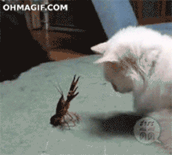 giphy (4).gif